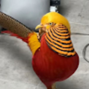 Meet your Posher, Martín a